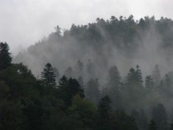 winter landscape of foggy forests