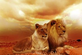 Beautiful lions in the steppe