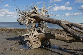 driftwood on the sandy beach with stones