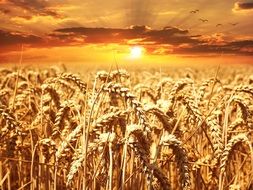 The painting depicts a golden field of wheat