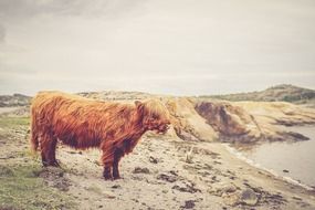 wild cattle stands on the coast