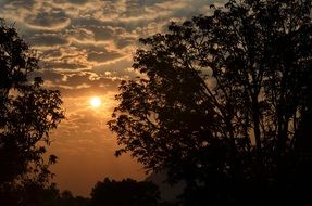 early sunrise and the silhouettes of the trees