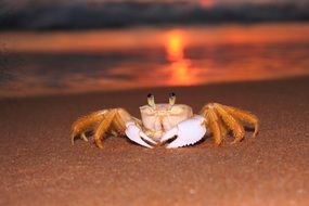 little crab on the beach close-up