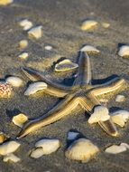 starfish among shells in the sand