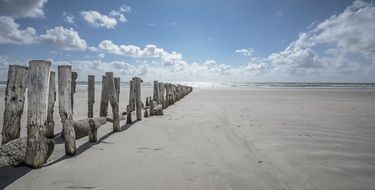 Wood on the sandy beach