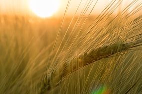macro sun