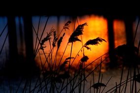 Beautiful and colorful sunset behind the plants silhouettes