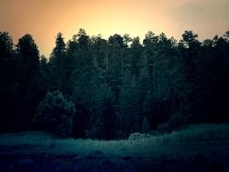 trees in the evening light