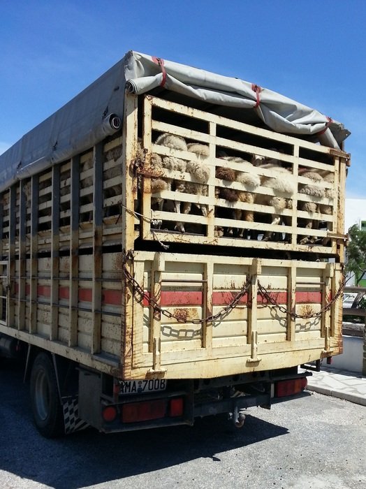 truck with animals