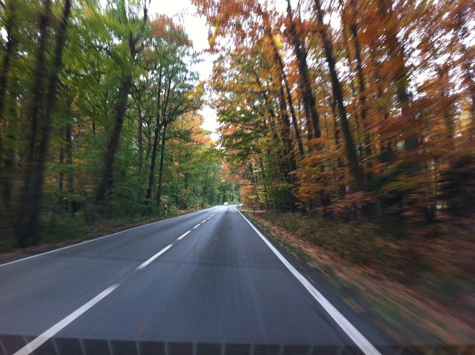 road with markings among trees in autumn