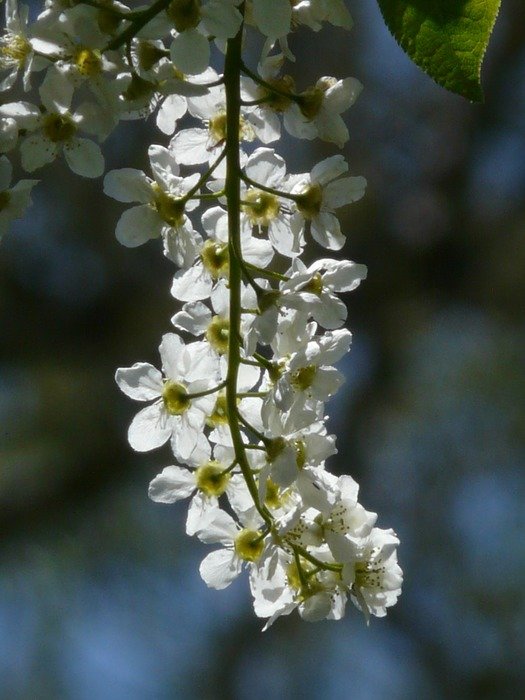 common flowering bird cherry