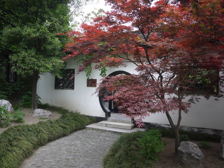 tree near the house
