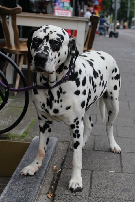 cute spotted dalmatians on the street