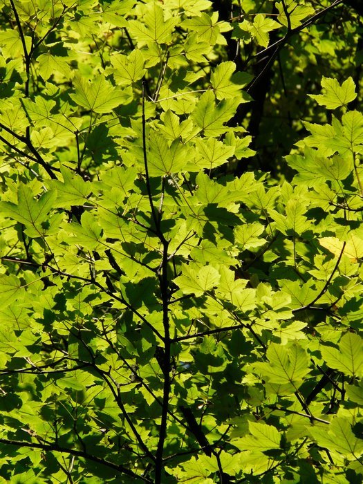 green leaves of a tree in the sunlight