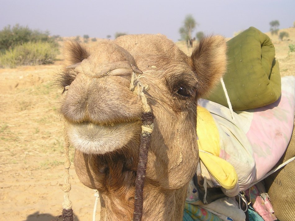 camel in the desert