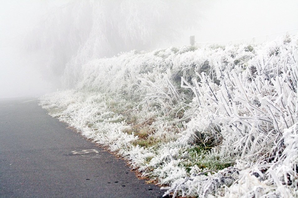 Frozen grass near the road