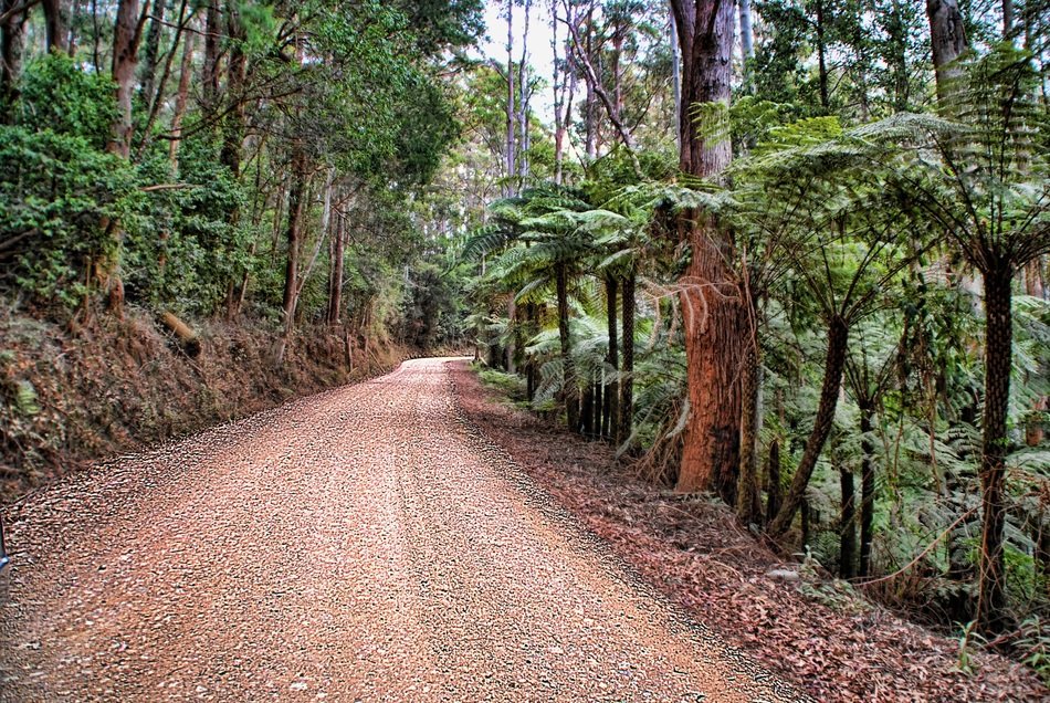 dirt road among the thickets