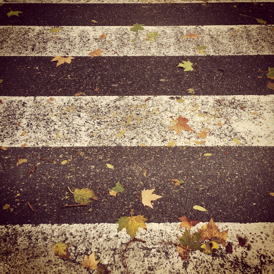 autumn leaves on pedestrian crossing