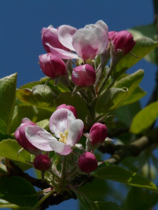 apple flowers with green leaves