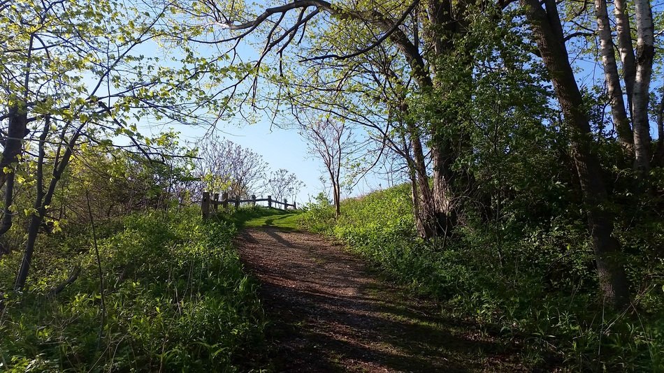 path beneath trees at spring