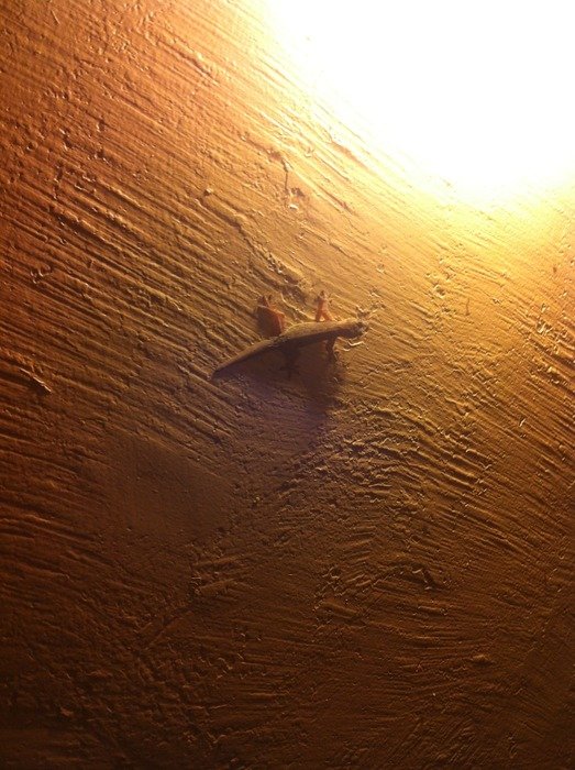 lizard in street lamp light