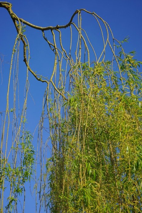 tree with hanging branches against the blue sky