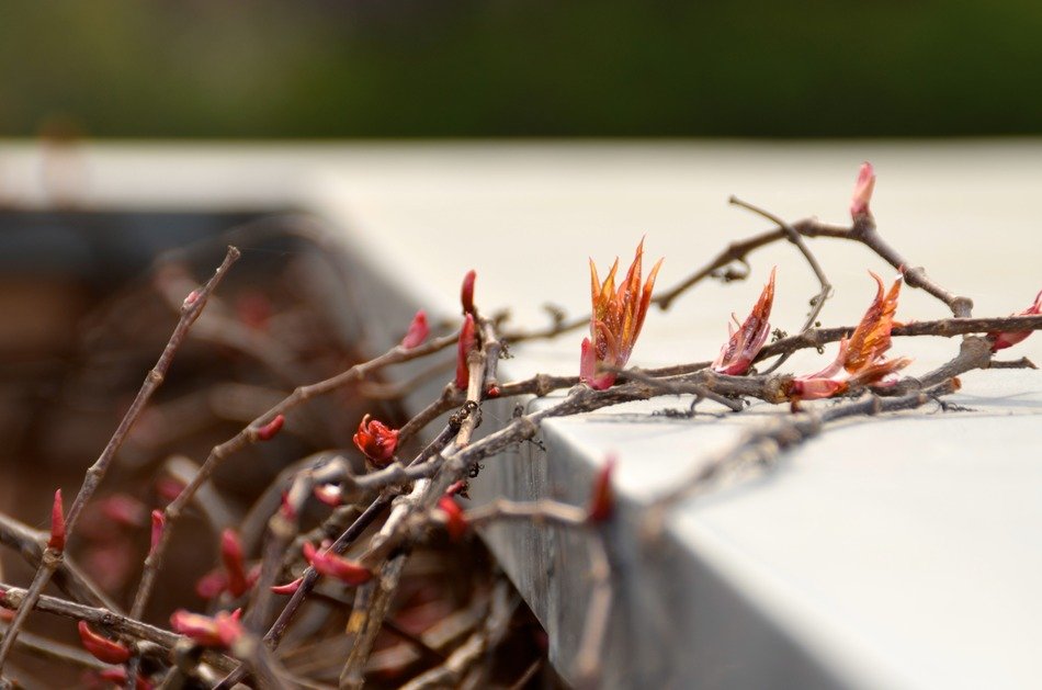 wall red leaves on the white surface