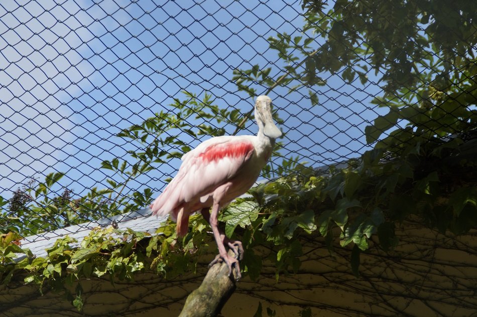 white and pink bird in the zoo