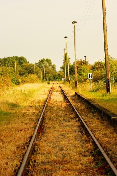 railroad in yellow leaves
