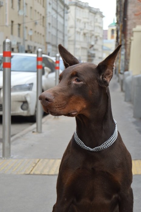 portrait of doberman on the street