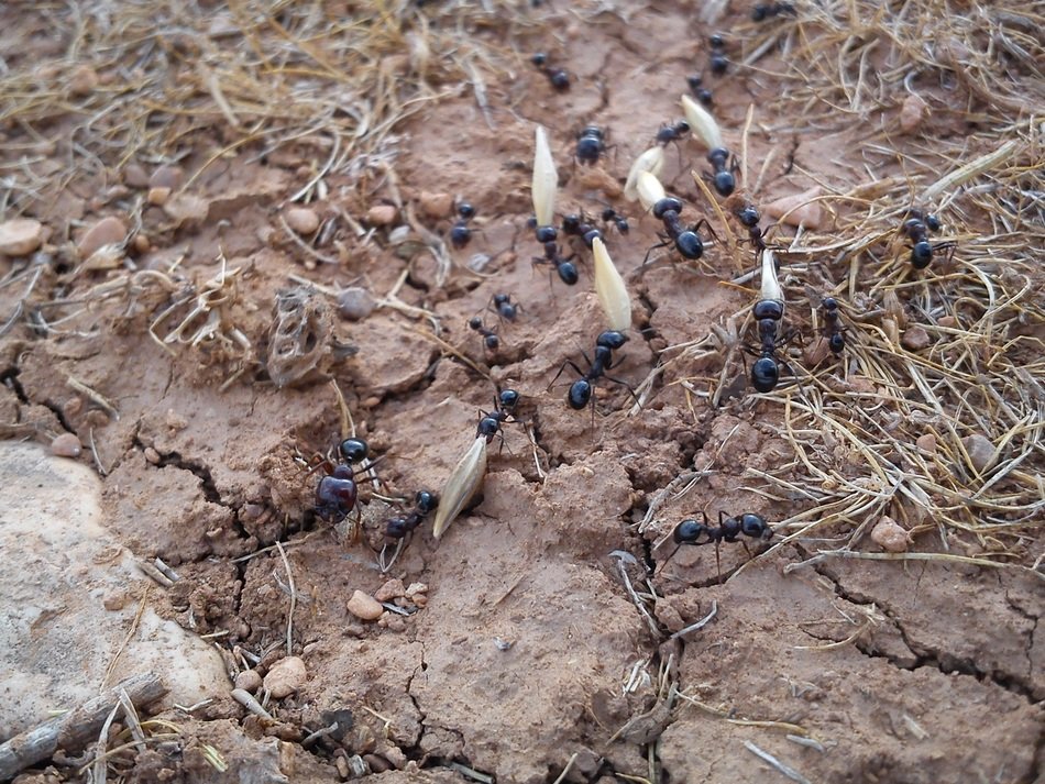 ants on the ground