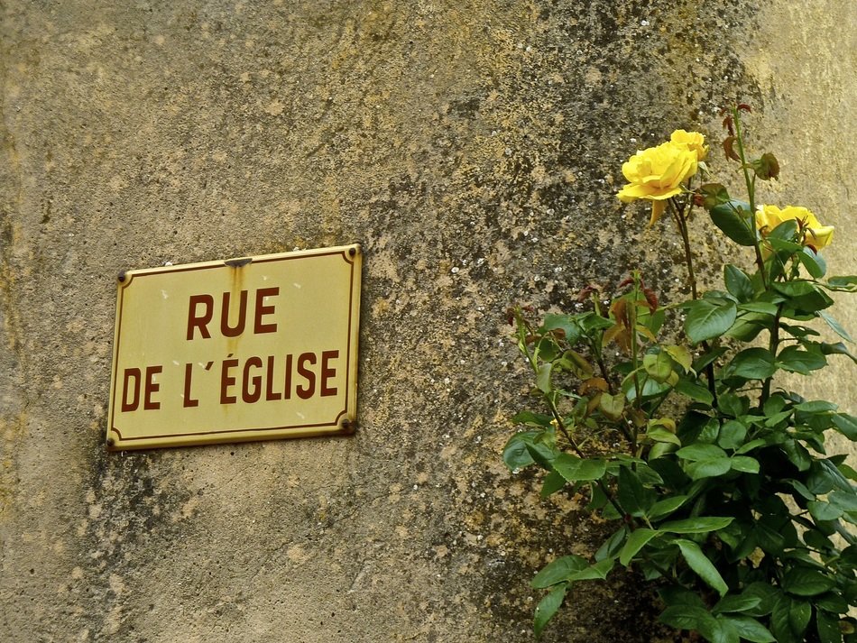 yellow flower near the signs on the wall