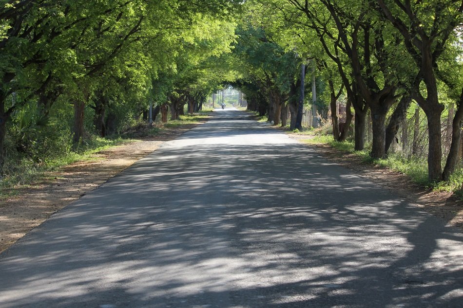 road among trees to indian village