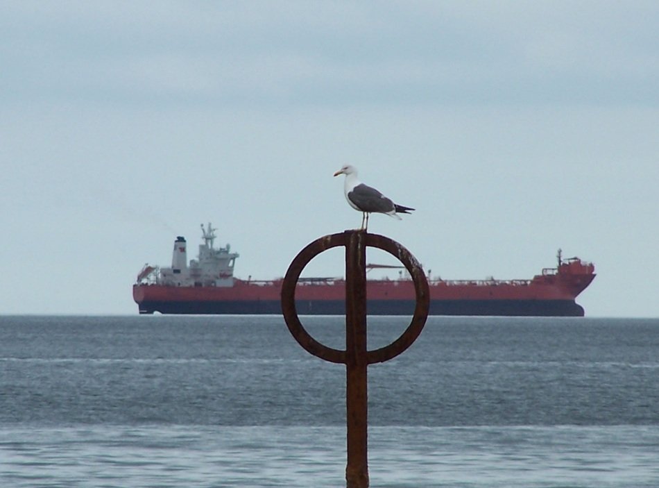 seagull ship peace