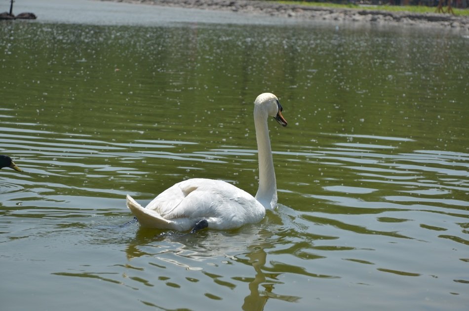 Swan in the summer