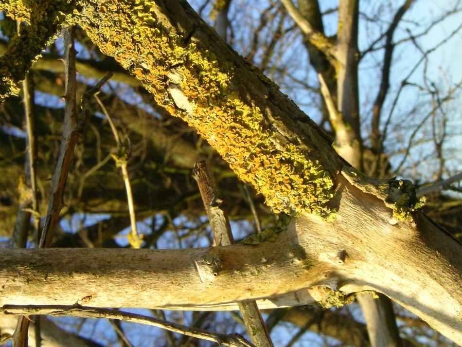 road tree