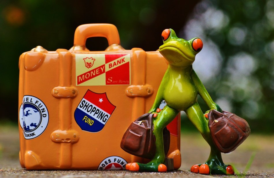 green frog near the suitcase