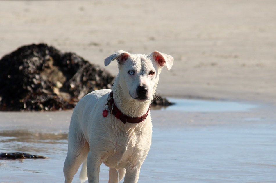 white puppy on the ocean