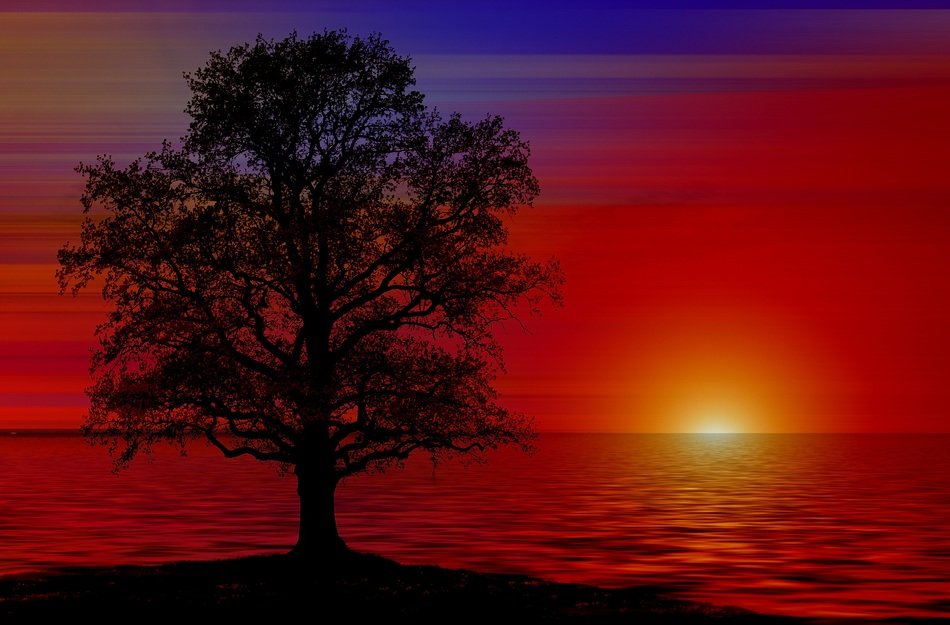 behind the tree sunset over the water