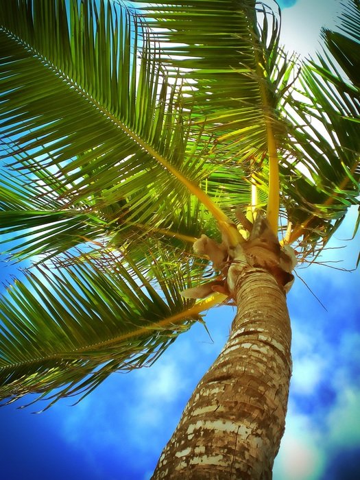 delightful palm caribbean