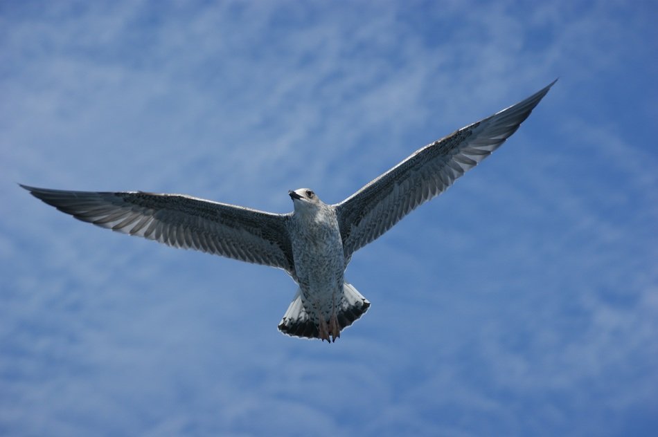 seagull water above ocean in the sky