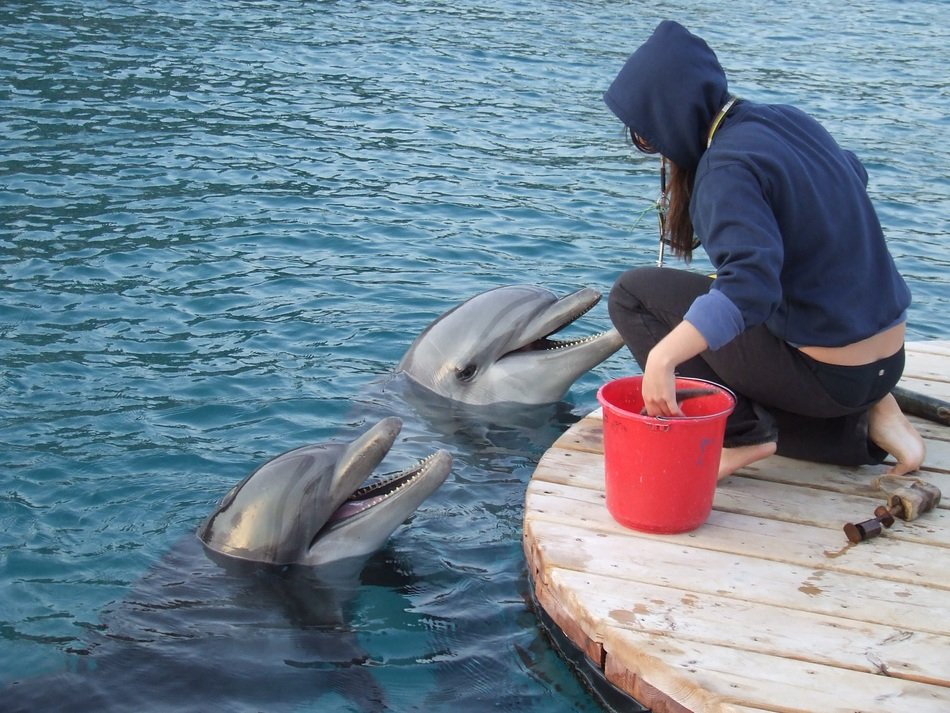Trainer with the dolphins