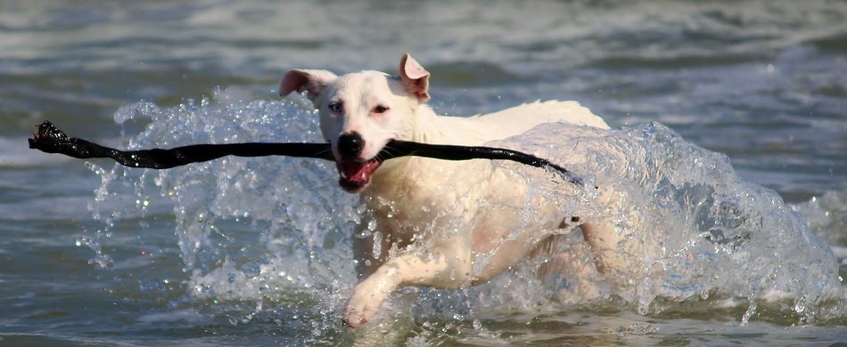 dog in the sea