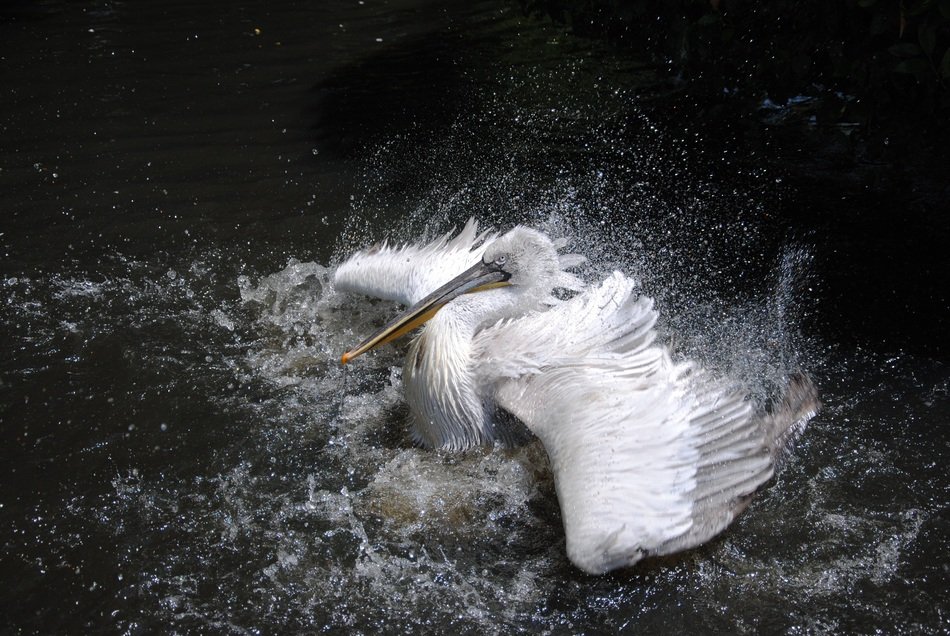 bird in the sea