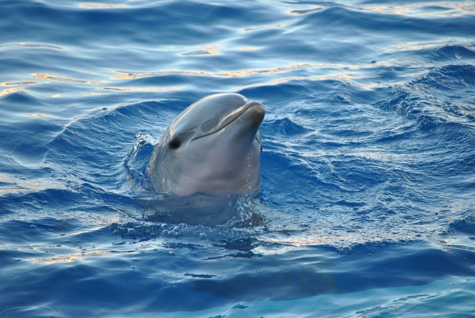 dolphin in the natural environment