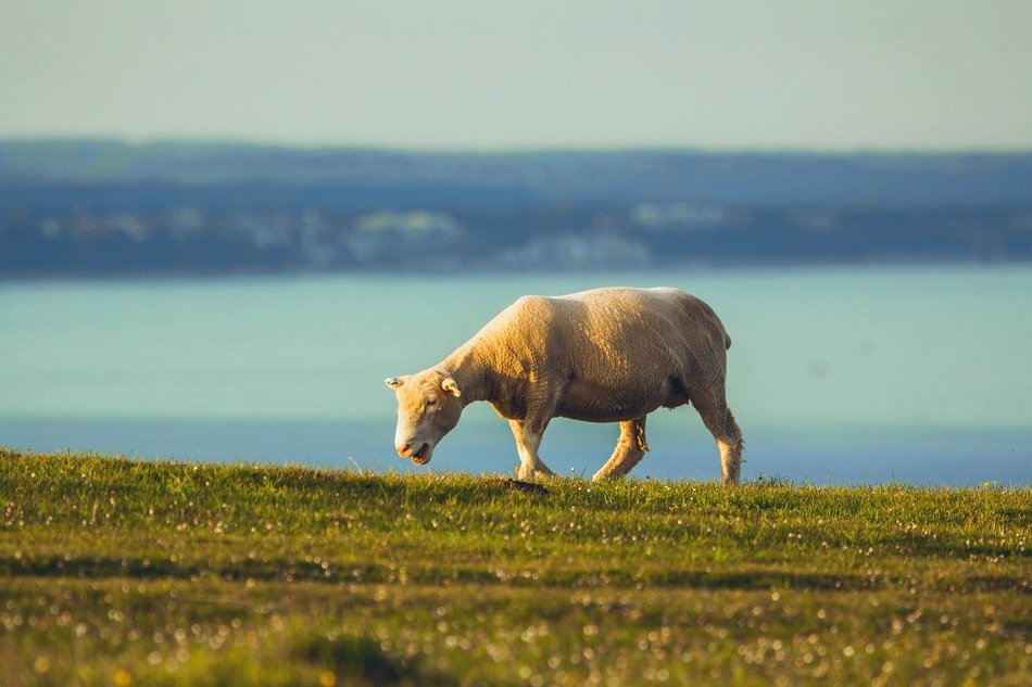 sheep ocean