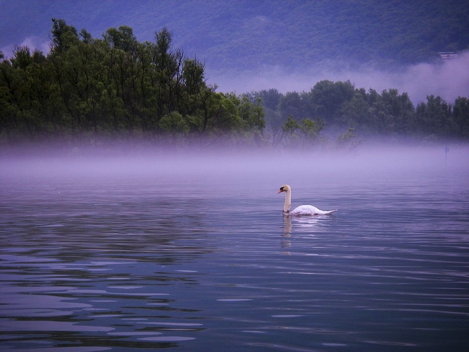 swan on the foggy lake