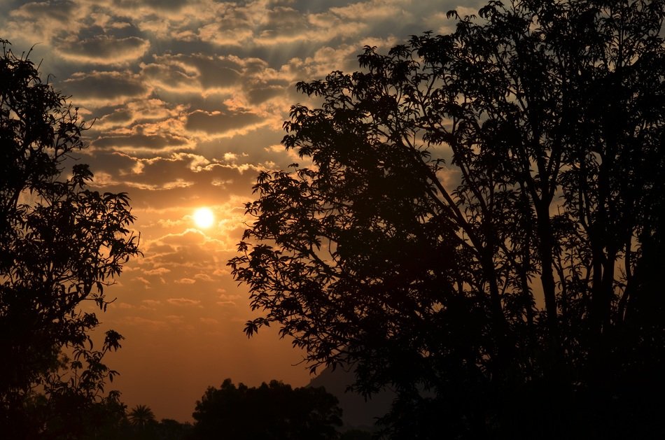 early sunrise and the silhouettes of the trees