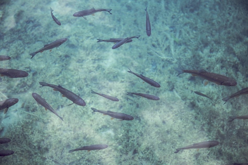 small fish underwater