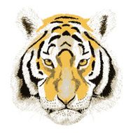 Vector Portrait of a Tiger Beautiful face big cat